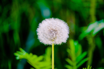 Wall Mural - single dandelion against green background