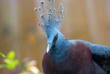 Close Up  Portrait Of Blue Victoria Crowned Pigeon (Goura)
