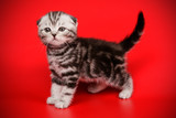 Fototapeta Koty - Scottish fold shorthair cat on colored backgrounds