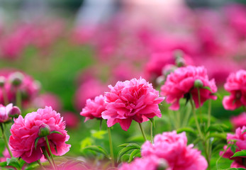 Blooming peony in the garden