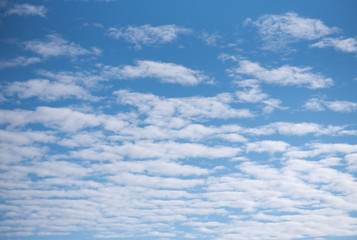 Wall Mural - white cumulus clouds against a blue sky