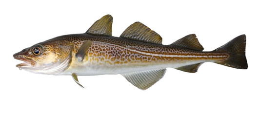 Atlantic cod fresh, Gadus morhua, fish of Greenland