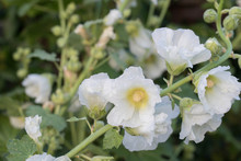 White Alcea, Hollyhock Flowers Closeup