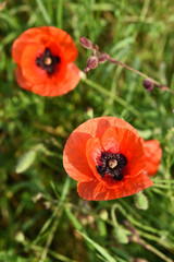 Sticker - coquelicot fleur rouge vegetal nature champs 