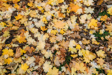 Fallen maple leaves on the green grass. Late autumn, change of season.