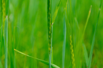  Closeup view of barley spikelets or rye in barley field. Green barley focused in large agricultural rural wheat field