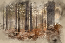 Digital Watercolor Painting Of Pine Forest Autumn Fall Landscape Foggy Morning