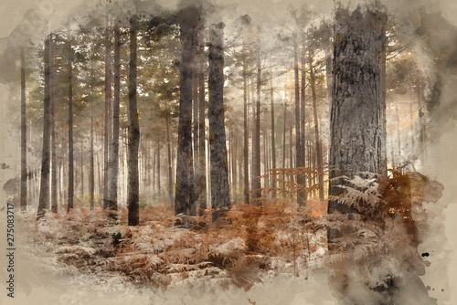 Dekoracja na wymiar  cyfrowy-obraz-akwareli-lasu-sosnowego-jesienny-krajobraz-mglisty-poranek