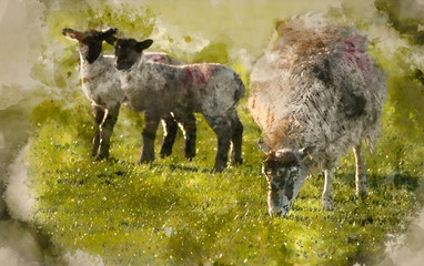 Digital watercolor painting of Beauitful landscape image of newborn Spring lambs and sheep in fields during late evening light