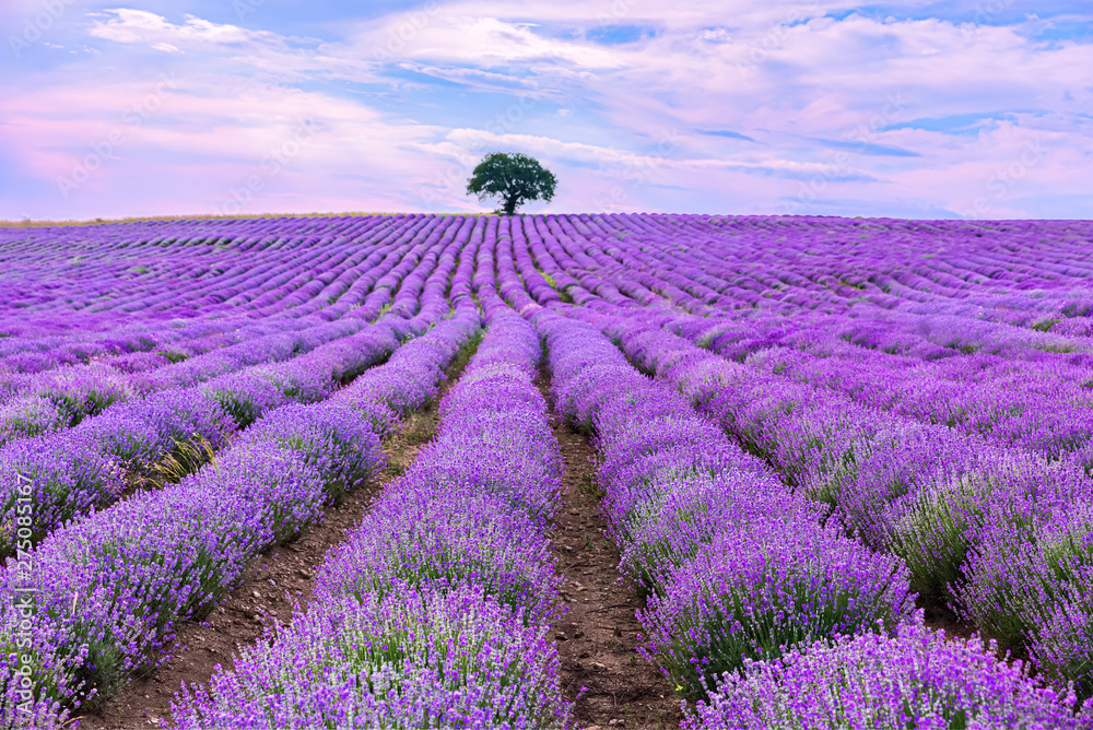 Lavender purple field with beautiful sunset and lines - obrazy, fototapety, plakaty 
