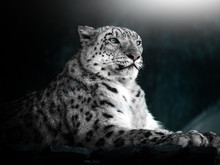 Portrait Of A Snow Leopard. Turquoise Background. Beautiful Picture.
