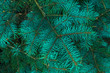 © tatyana - Green branches of fur tree. Holiday season. Christmas fir. Frame of blue pine branch. Green christmas background. Coniferous needles close-up. Pine-tree background. Scotch fir.