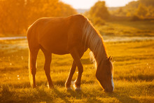 Beautiful Young Wild Horse Eating In Field During Sunset