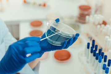 Wall Mural - selective focus of a transparent petri dish