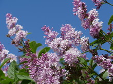 Fragrant Lilac Bush Blooming On The Background Of The Sky
