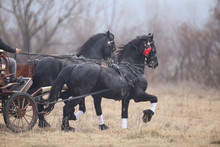 Two Black Beautiful Adorned Horses Pull A Cart..