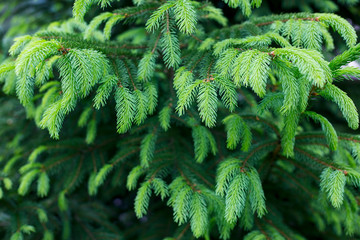 Wall Mural - Christmas tree branch background