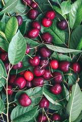 Ripe red cherry and cherry leaves top view. Bright red and green summer background of cherry and foliage.