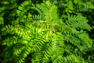 green summer plants, leaves with a blurred background