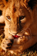 Lion Cub Chewing Intently