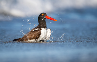 Wall Mural - American Oystercatcher in the water