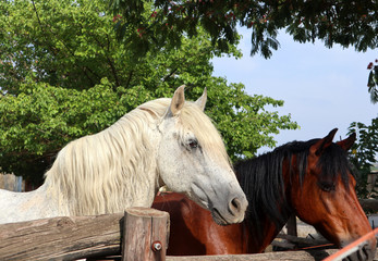 Portrait of a white and a brown horse. Close up of horses in a barn.