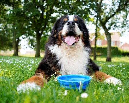 happy bernese mountain dog, looking up, lying on the grass in the park. water bowl in front of him.
