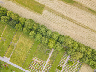 Sticker - Aerial of line of trees on cemetery