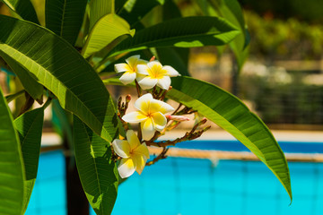 Leinwandbilder - beautiful exotic flowers in garden at pool water background