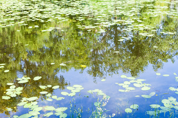 Wall Mural - pond overgrown by water-lily leaves in forest