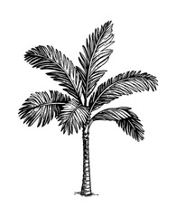 Canvas Print - ink sketch of palm tree.