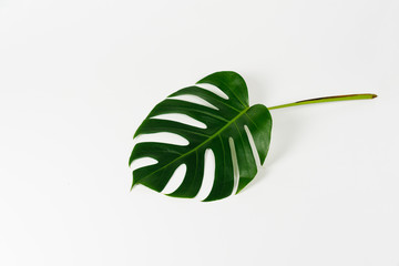 Wall Mural - Monstera green leaf isolated on white background.