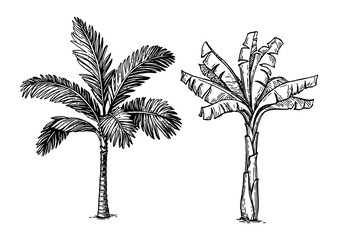 Canvas Print - ink sketch of palm trees.