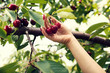 Female hand with red manicure holding bunch of ripe cherries on a branch Selective focus