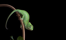 Green Baby Chameneon, Chamaeleo Calyptratus, Sitting On Branch, Black Background
