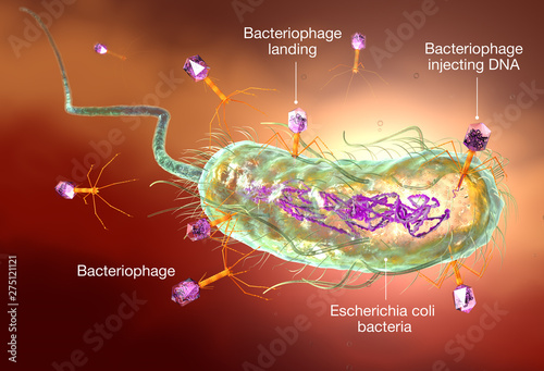 Bacteriophage Attacking E Coli Bacteria Medically Accurate 3d Illustration Labeled Buy This Stock Illustration And Explore Similar Illustrations At Adobe Stock Adobe Stock Bacteriophage Attacking E Coli Bacteria Medically Accurate 3d Illustration Labeled Buy This Stock Illustration And Explore Similar Illustrations At Adobe Stock Adobe Stock