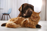 Fototapeta Koty - Cat and dog together on floor indoors. Fluffy friends