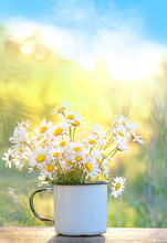 Bouquet Of Beautiful Daisies In White Cup, Summer Garden. Summer Landscape Natural Background With Daisies.  Chamomile Flowers In Sunlight. Summer Time. Copy Space