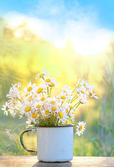 Wall Mural - Bouquet of beautiful daisies in white cup, summer garden. Summer landscape natural background with daisies.  Chamomile flowers in sunlight. Summer time. copy space