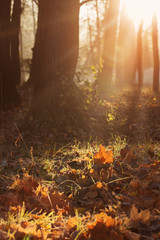 Wall Mural - sunny autumn landscape with frost