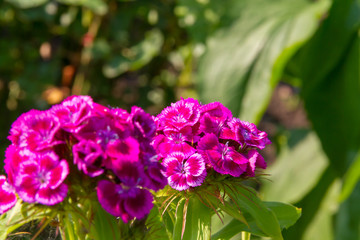 Wall Mural - Beautiful flowers of Turkish carnation in the summer sunny garden