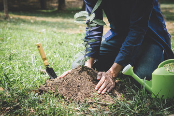 Wall Mural - World environment day reforesting, Hands of young man were planting the seedlings and tree growing into soil while working in the garden as save the world, earth day, nature and ecology concept