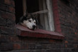 A husky dog in a window frame