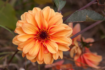 orange dahlia