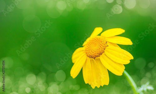 macro de una flor amarilla en el campo