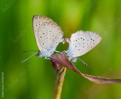 macro de dos mariposas copulando