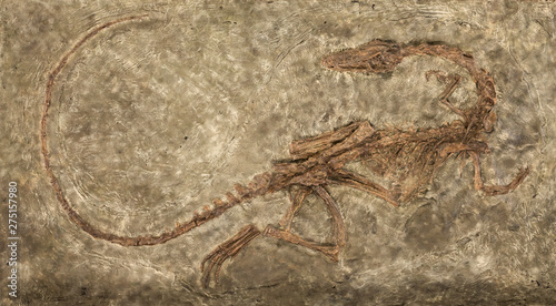 Fotografía Carnivores dinosaur Zelovitis. Triassic period. USA, NEW Mexico