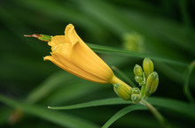 Vibrant Yellow Flower Has Buds Ready To Bloom On A Sunny Day