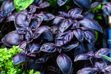 Close up of fresh red basil or ocimum basilicum leaves in direct sunlight, in a summer garden, soft focus