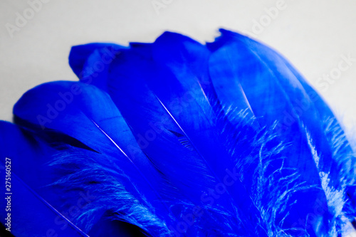 Beautiful Abstract Close Up White Light Blue And Purple Feathers
